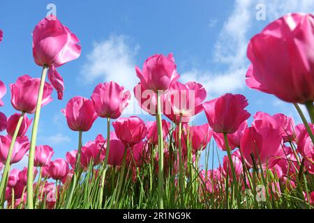 Trionfo Tulip 'Don Quichotte' in fiore. Foto Stock