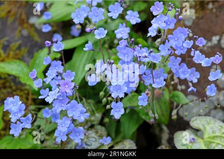 l'erba di navelwort strisciante, conosciuta anche come Maria dagli occhi blu, in fiore. Foto Stock