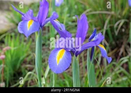 Blu iride olandese in fiore. Foto Stock