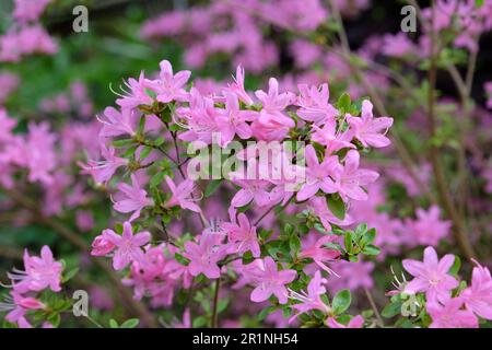 Azalea coreana rosa in fiore. Foto Stock