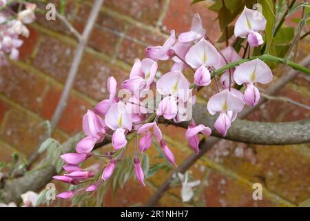 Glicine brachybotrys 'Showa Beni' in fiore. Foto Stock