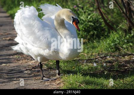 Cigno muto con postura aggressiva Foto Stock