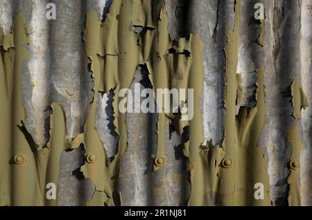 Rivestimento in argento di ferro ondulato patina e vernice verde sbucciata Foto Stock