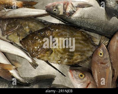 A John Dory Peter's Fish al dettaglio del mercato a Ortigia vecchia città di siracusa, Sicilia Foto Stock