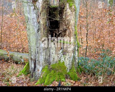 Vicino Maulbronn, scavato fuori tronco di faggio in foresta decidua Foto Stock