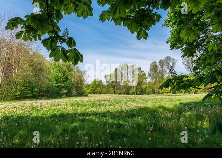 Prato circondato da alberi in primavera. Erba alta con innumerevoli dente di leone alla luce del sole. Foglie fresche e giovani sugli alberi. Bella giornata di sole Foto Stock