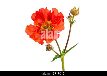 Bel fiore rosso Geum fotografato su uno sfondo bianco Foto Stock