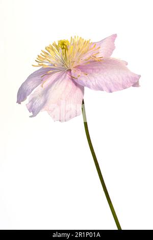 Un fiore clematis rosa pallido solitario, fotografato su uno sfondo bianco Foto Stock