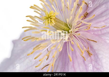 Un fiore clematis rosa pallido solitario, fotografato su uno sfondo bianco Foto Stock