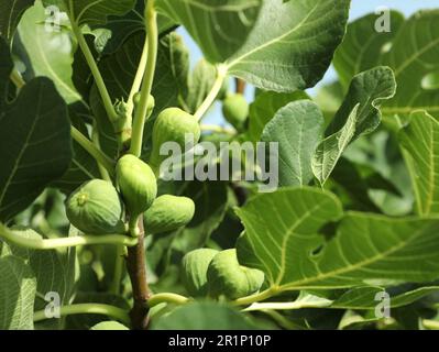 Fichi immature che crescono su albero in giardino, primo piano Foto Stock