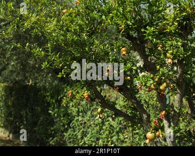 Melograni immature che crescono su un albero in giardino Foto Stock