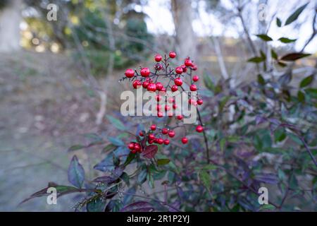 Un primo piano di un vivace assortimento di bacche che crescono su un arbusto lungo un sentiero forestale circondato da erba verde lussureggiante Foto Stock