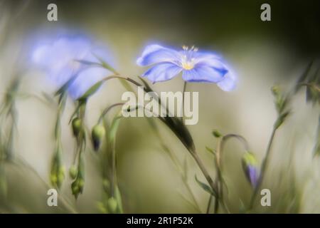 Lino (Linum), fiore blu, pittoresco, impressionista, Assia, Germania Foto Stock