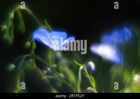 Lino (Linum), fiore blu, pittoresco, impressionista, Assia, Germania Foto Stock