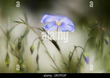 Lino (Linum), fiore blu, pittoresco, impressionista, Assia, Germania Foto Stock