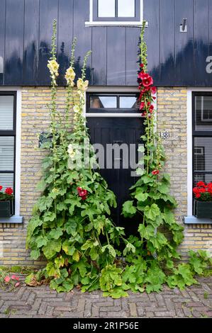 Den Hoorn, hollyhocks e ingresso casa, Texel Island, Mare del Nord, Olanda del Nord, Paesi Bassi Foto Stock