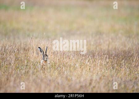 Lepre marrone europeo (Lepus capensis), allerta, in un prato, isola di Texel, Mare del Nord, Olanda del Nord, Paesi Bassi Foto Stock