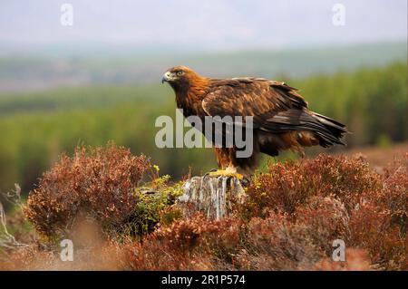 Aquila reale (Aquila chrysaetos) adulto, su un ceppo tra erica, Highlands, Scozia, in cattività Foto Stock
