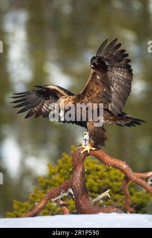 Aquila reale (Aquila chrysaetos), maschio adulto, atterrando su un gancio, nutrendo sulla preda della roccia ptarmigana (Lagopus mutus), Norvegia Foto Stock