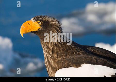 Aquila di mare di steller (Haliaeetus pelagicus) per adulti, primo piano, in piedi su ghiaccio marino, canale di Nemuro, al largo di Rausu, penisola di Shiretoko, Hokkaido Foto Stock