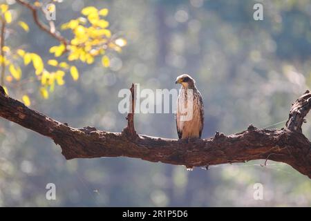 Mutable Hawk-aquila (Nisaetus cirrhatus) immaturo, arroccato su ramo, Kanha N. P. Madhya Pradesh, India Foto Stock