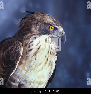 Falco-aquila di montagna (Nisaetus nipalensis), aquila, Uccelli di preda, animali, Uccelli, Hawk Eagle Hodgson's (Spizaetus nipalensis) Foto Stock