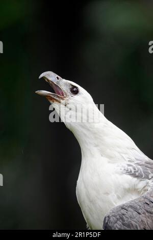 Aquila di mare dalle ventre bianche (Haliaeetus leucogaster) adulto, chiamata, primo piano della testa e del collo (in cattività), palude, Indonesia Foto Stock