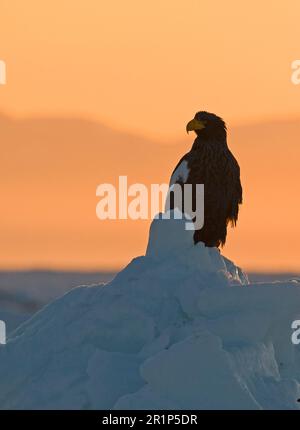Aquila di mare di steller (Haliaeetus pelagicus) per adulti in piedi sul ghiaccio marino all'alba, mare di Okhotsk, al largo della penisola di Shiretoko, Hokkaido, Giappone, inverno Foto Stock