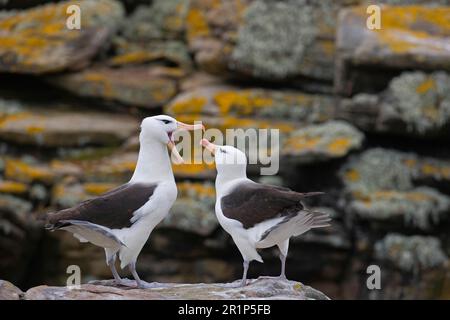 Coppia adulti di albatrossi di colore nero (Diomedea melanophoris), mostra cortigiana, Georgia del Sud Foto Stock