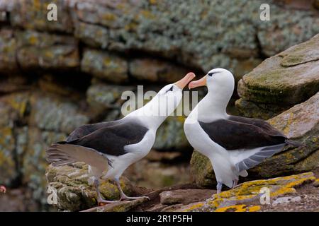 Coppia adulti di albatrossi di colore nero (Diomedea melanophoris), mostra cortigiana, Georgia del Sud Foto Stock