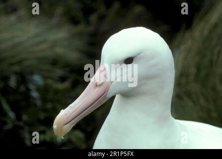 Royal Albatross, albatrossi reali, Albatross, nasi tube, animali, Uccelli, Albatross reale (Diomedea epomophara) primo piano della testa che mostra il naso del tubo Foto Stock