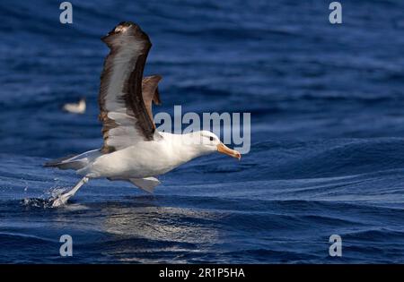 Albatross adulto di colore nero (melanophrys Thalassarche), sollevamento dalla superficie del mare, Capo Sud, Sud Africa Foto Stock