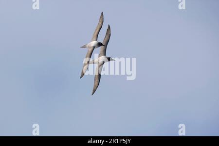 Sooty Albatross (Diomedea palpebrata), coppia di adulti, in volo nuziale, Georgia del Sud Foto Stock