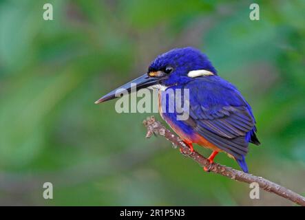 Martin pescatore Azure (Alcedo azurea), adulto, seduto su un ramo, Kakadu, Northern Territory, Australia Foto Stock