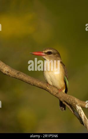 Kingfisher con cappuccio marrone (Halcyon albiventris) adulto, arroccato sul ramo, Zambesi inferiore N. P. Zambia Foto Stock