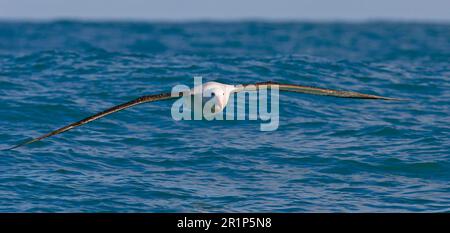 L'albatross antipodale di Gibson (Diomedea antipodensis gibbsoni), adulto, in volo sul mare, Kaikoura, Isola del Sud, Nuova Zelanda Foto Stock