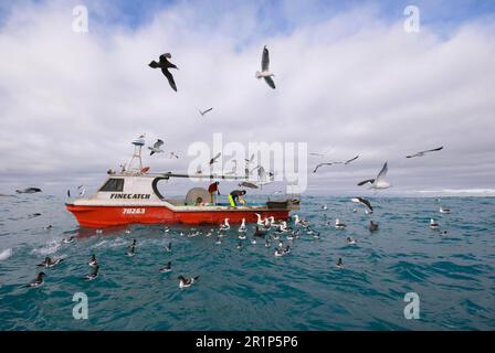 L'albatross antipodale di Gibson (Diomedea antipodensis gibbsoni) con petrelli del Capo che si nutrono di scarti di barche da pesca, Kaikoura, Nuova Zelanda Foto Stock