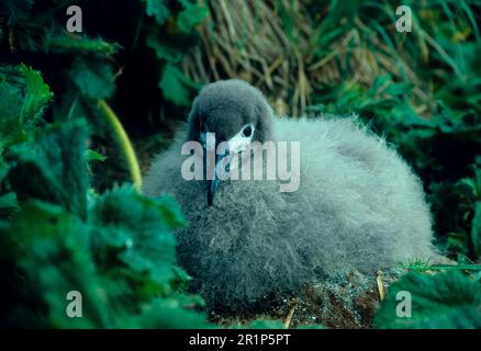 Albatross di Sooty scuro (Phoebetria fusca), Albatross di Sooty scuro, Albatross, tubo-naso, animali, Uccelli, Sooty Albatross giovane pulcino seduto FL009352 Foto Stock