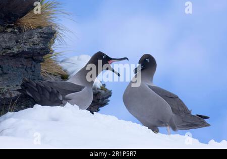 Sooty Albatross (Diomedea palpebrata), coppia di adulti, accoppiamento su una sporgenza nido coperta di neve, Gold Harbour, Georgia del Sud Foto Stock