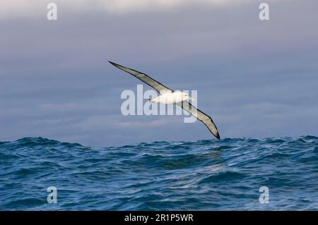 Nuova Zelanda albatross timido (Thalassarche steadi), adulti, in volo sul mare, Kaikoura, Isola del Sud, Nuova Zelanda Foto Stock