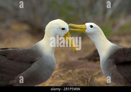 Galapagos ondulata Albatross (Diomedea irrorata), coppia adulta, preening, accoppiamento, Punta Suarez, Floreana, Galapagos Foto Stock