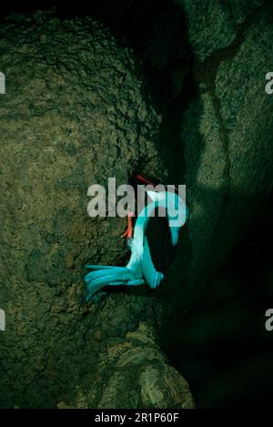 Martin pescatore di razza blu (Halcyon malimbica), Martin pescatore, Martin pescatore, animali, Uccelli, Primo piano Kingfisher dal petto blu, nido scavato in termite Foto Stock