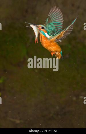 Martin pescatore comune (Alcedo atthis), maschio adulto, in volo, con rudd (Scardinius eritryptalamus) come preda nel suo becco, Suffolk, Inghilterra, può Foto Stock