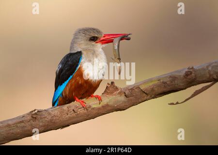 Martin pescatore a testa grigia (Halcyon leucocephala), adulto, con skink in becco, seduto su un ramo, Lago Manyara N. P. Tanzania Foto Stock