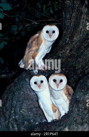 Gufo di fienile, gufi di fienile comune (Tito alba), gufi, animali, uccelli, gufo di fienile tre su tronco d'albero, Parham, Sussex, Agosto FL002282 (S) Foto Stock