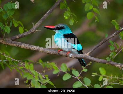 Martin pescatore di petto blu (Halcyon malimbica) adulto, arroccato sul ramo, Niokolo-Koba, Senegal Foto Stock