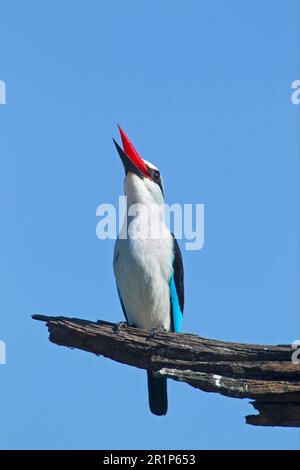 Martin pescatore del bosco (Halcyon senegalensis) adulto, chiamata, arroccato su ramo morto, Delta di Okavango, Botswana Foto Stock