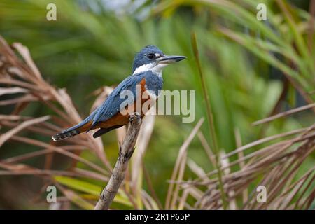 Martin pescatore ad anello (Megaceryle torquata), donna adulta, seduta su un ramo, Pantanal, Mato Grosso, Brasile Foto Stock