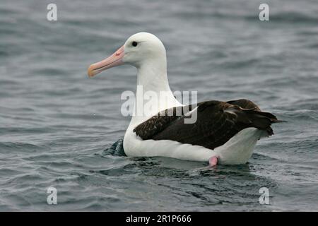 Nord Albatross reale (Diomedea sanfordi) sub-adulto, nuoto, fuori Quintero, Cile Foto Stock