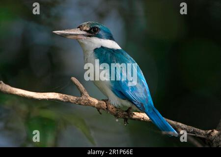 Kingfisher, Kingfisher, Kingfishers, Animali, Uccelli, Martin pescatore (Todirhamphus chloris) adulto, arroccato in mangrovie, fiume Zuari Foto Stock